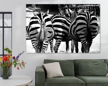 Zebra kontjes zwart wit