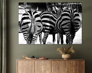 Zebra asses schwarz und weiß