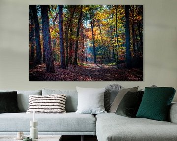 Automne dans la forêt néerlandaise sur Danny den Breejen