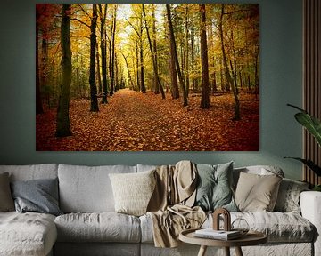 Pad door kleurig herfstbos  / Path through colorful autumn forest van Cornelis Heijkant