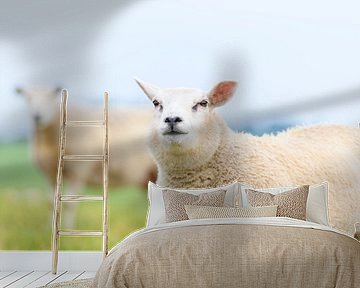 Schapen in een weiland tijdens een lentedag van Sjoerd van der Wal Fotografie