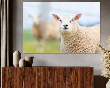Moutons dans un pré pendant un jour de printemps sur Sjoerd van der Wal Photographie