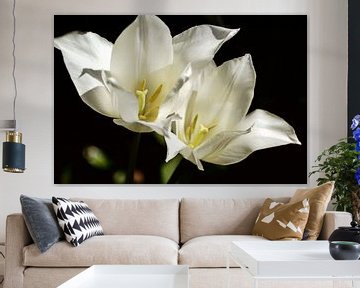 wit op zwart - tulpenpaar van Christine Nöhmeier