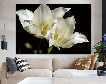 white on black - tulip pair by Christine Nöhmeier