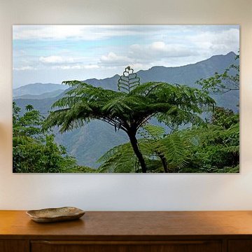 Farnbaum in der Sierra Maestra, Cuba