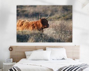 Scottish Highlander by Lars Korzelius