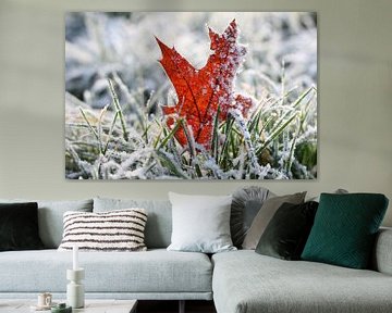 Oak leaf in the grass covered with hoarfrost and snow by Maarten Pietersma