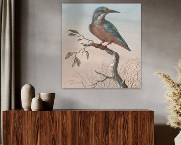 Eisvogel, Barbara Regina Dietzsch, 1716