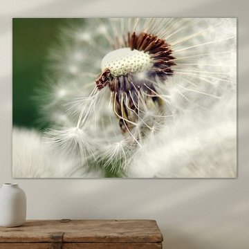 Löwenzahn von Falko Follert