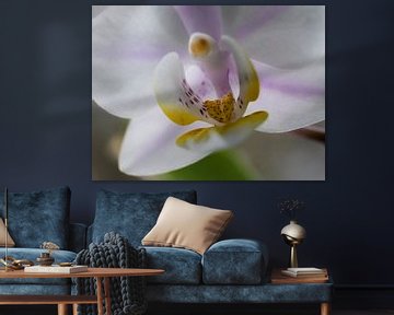 Orchidee von Helga fotosvanhelga