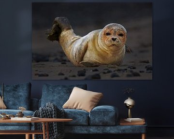 Young seal on the beach by Menno Schaefer