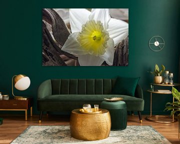 White daffodil by Ellinor Creation