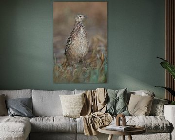 Ring-necked Pheasant ( Phasianus colchicus ), close up of a young female, hen, walking over a stubbl