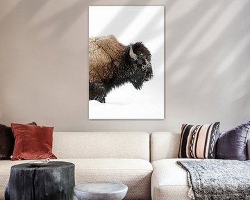 American Bison ( Bison bison ) in winter, mature bull, walking through deep snow, licking its nose,  van wunderbare Erde