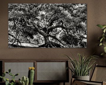 The Tree by Dylan Schulte