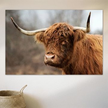 Highlander écossais sur Sabine Bouwmeester