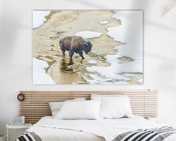 Bison in sneeuw (Yellowstone National Park, USA) by Paul Roholl