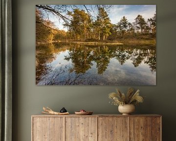 Birkhoven Forest Pond Reflection  - Amersfoort, Netherlands