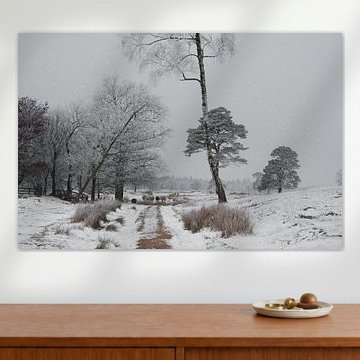 Moutons à Drents-Friese Wold dans une partie paisible de la campagne aux Pays-Bas