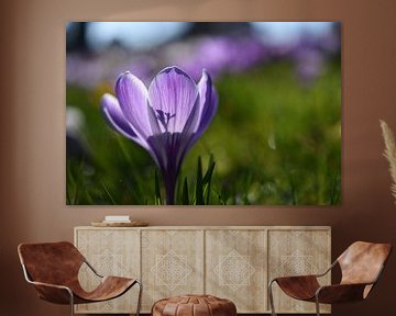 Crocus op een lente dag by Patricia van Nes