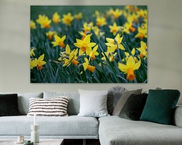 Blooming hyacinths by Joey D.