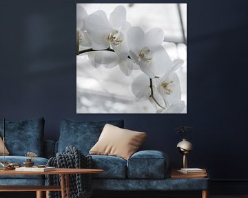 Tak met witte orchideeën op een lichte achtergrond. van Idema Media