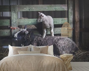 Sheep with lamb in stable by Rossum-Fotografie
