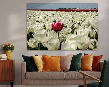 Field with Tulips in the Netherlands by Gert Hilbink