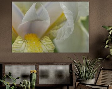Iris flower van Julien Willems Ettori