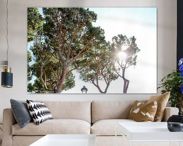bomen in mallorca