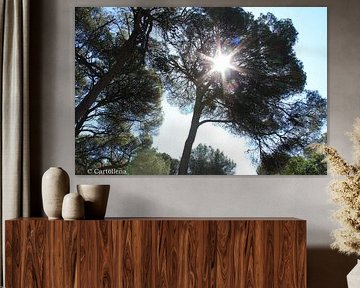 zon tussen de bomen als een ster