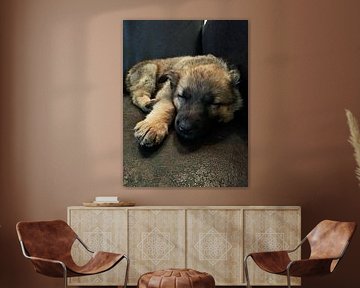 Herder pup