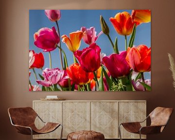 Tulpen van Marian van der Kallen Fotografie