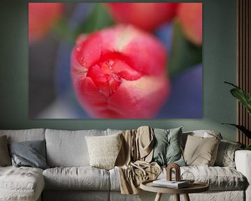 Tulp in de knop van Rob De Jong