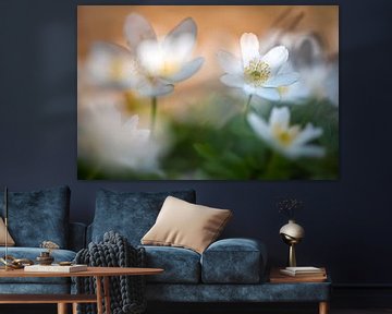 Wood anemone between light and shadow by Nicc Koch