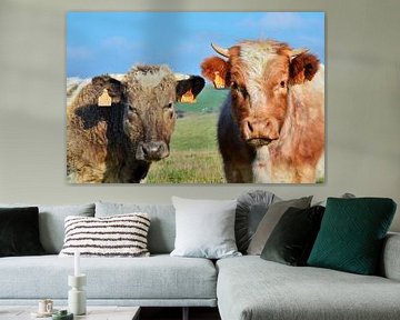 Koeien in de Ardennen von Evy Coppens