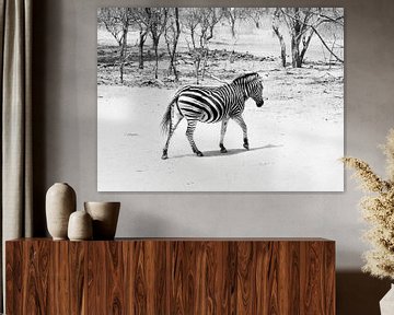 Overstekende zebra van Denise Mol