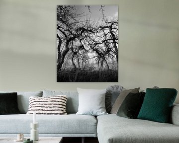 Treurige appelbomen van Sense Photography