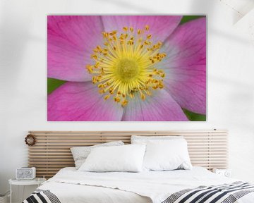 Gele en roze bloem van Fokko Erhart