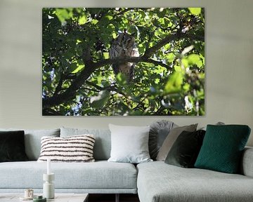 Ransuiltje hoog in de boom. Totaal gefocust op mij. by Marleen van der Wal - Hinderks