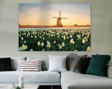 Nederlandsche Tulpen van Pieter Struiksma