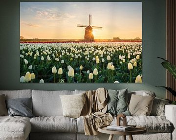 Dutch Tulips by Pieter Struiksma