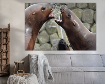 Sea lions von Denise Jansen