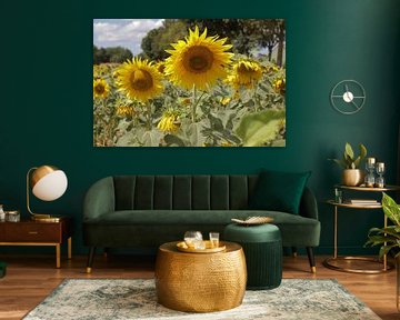 Zonnebloemenveld bij Cadier-en-Keer - Sunflower field at Cadier-en-Keer