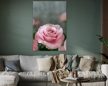 Roze bloeiende roos van Chantal Verspeek