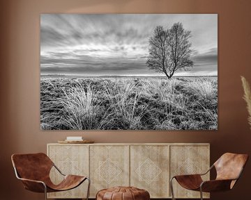 La lande de Ginkel en noir et blanc