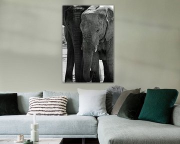 Zwart wit olifanten van Ellinor Creation