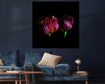 Stalking a tulip - a family portret, final stage