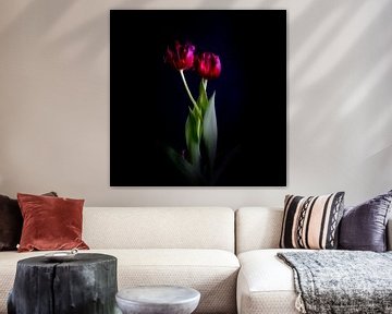 Eine Tulpe anpirschen - ein Familienportrait, älter werden