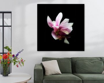 Magnolia